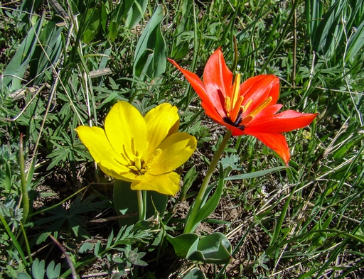 Tulipa zenaidae